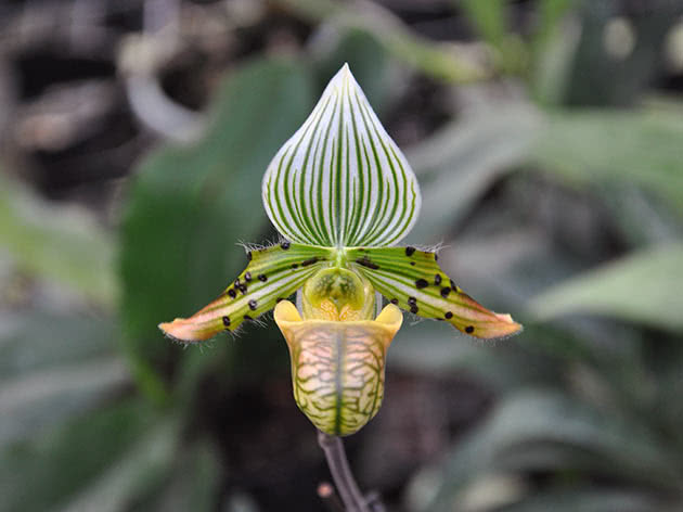 Paphiopedilum bedårende (Paphiopedilum venustum)