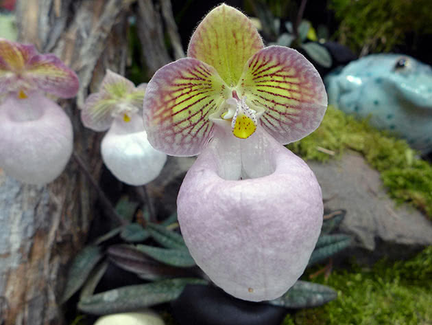 Paphiopedilum småblomstret (Paphiopedilum micranthum)