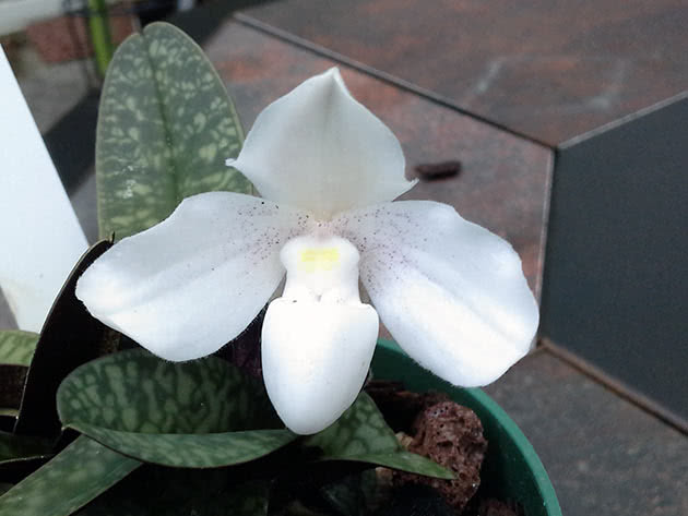 Snø paphiopedilum (Paphiopedilum niveum)