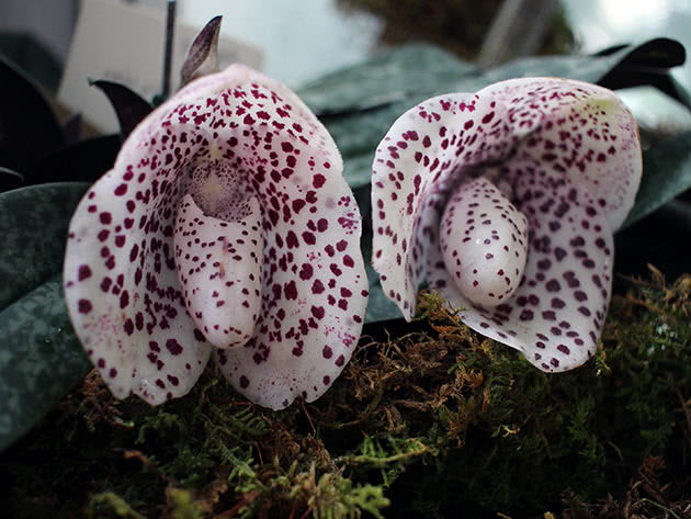 Paphiopedilum lijep (Paphiopedilum bellatulum)