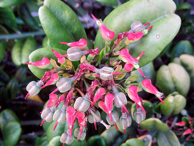 Pedilanthus tithymaloides