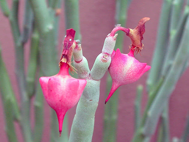 Stor pedilanthus (Pedilanthus macrocarpus)