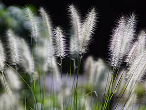 Pennisetum plante - vokser i hagen