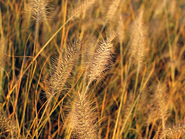 Planting og stell av pennisetum utendørs