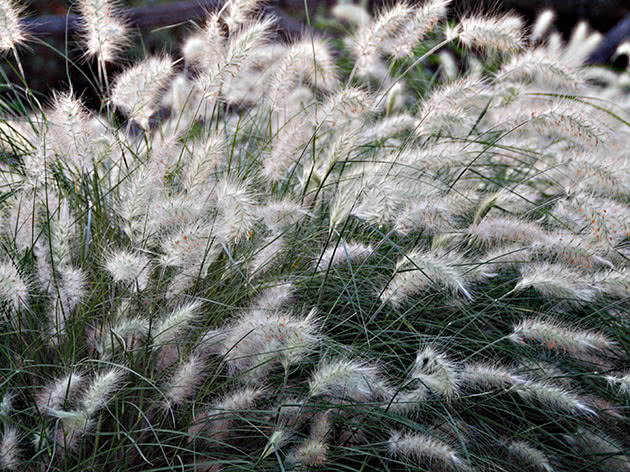 Voksende pennisetum, typer og varianter