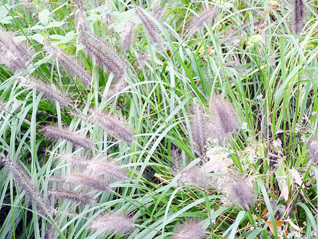 Pennisetum foxtail (fox-tailed) (Pennisetum alopecuroides)