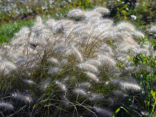 Shaggy pennisetum (Pennisetum villosum)