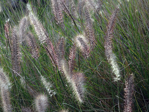 Pennisetum børstet (Pennisetum setaceum)