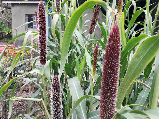 Pennisetum blå (Pennisetum glaucum)