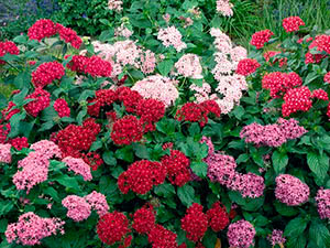 Pentas lansettformet