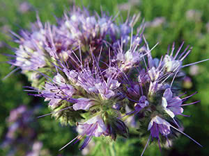 Phacelia siderata: planting og stell