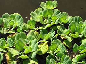 Pistia plante: hjemmepleie