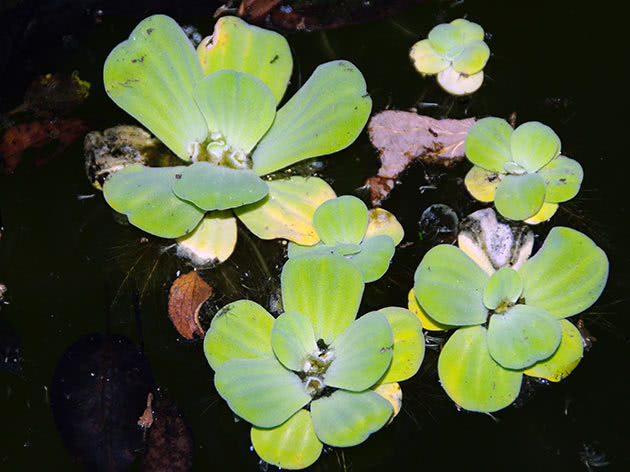 Holder pistia i akvariet