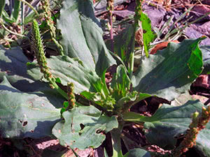 Plantain herb - påføring og dyrking