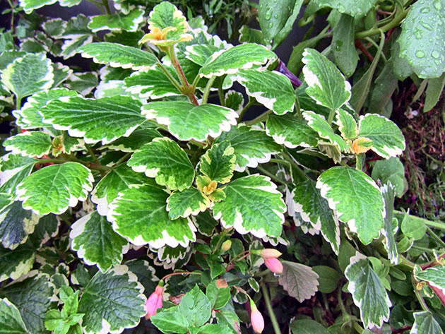 Coleus-formet Plectranthus (Plectranthus coleoides)