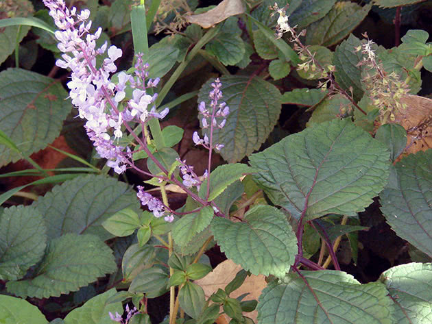 Grm plectranthus (plectranthus fruticosus)