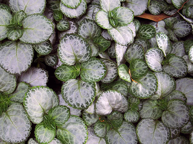 Plectranthus oertendahlii