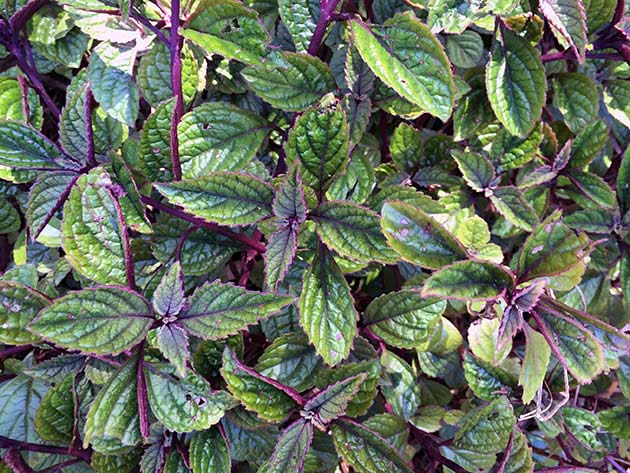 Plectranthus ciliatus (Plectranthus ciliatus)