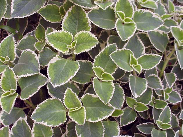 Duftende Plectranthus (Plectranthus amboinicus)