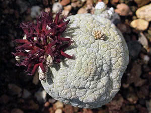 Pseudolithos hjemme