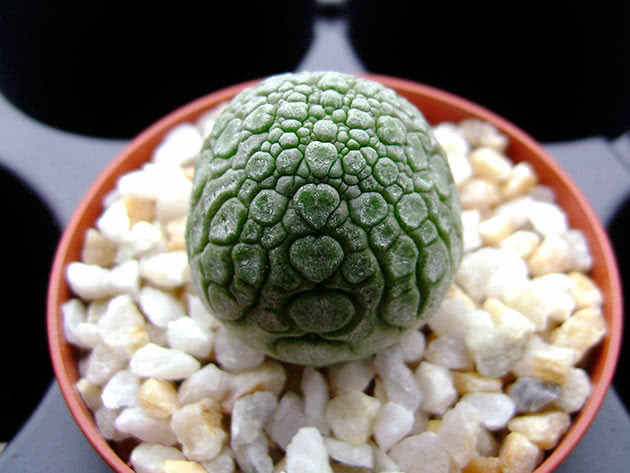 Pseudolithos - opieka domowa