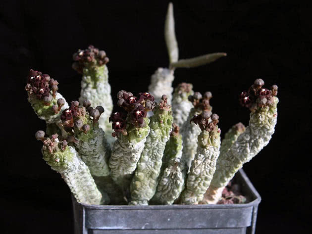 Pseudolithos