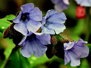 Lungwort plante: planting og stell