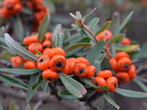 Pyracantha plante - vokser i hagen