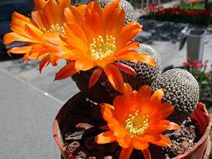 Rebutia-kaktus hjemme