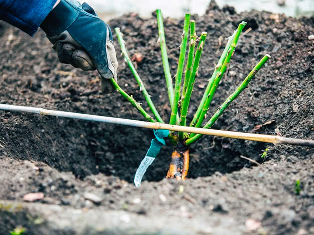 Planter roser i åpen bakke