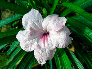 ruellia0