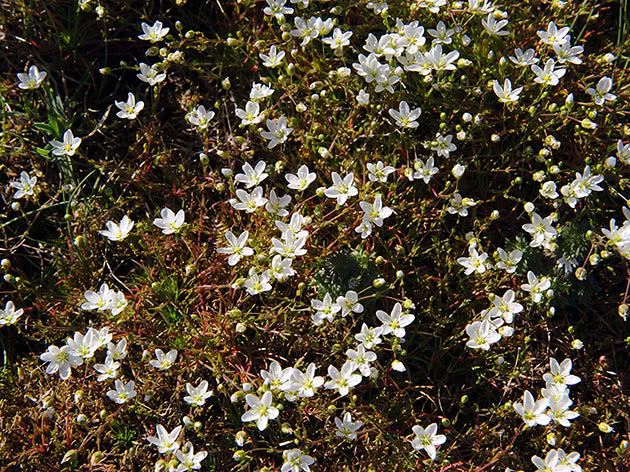 Planting og stell av bryozoanen