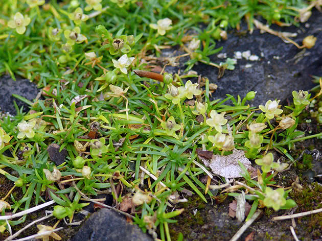 Bryozoan (Sagina procumbens)