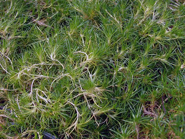 Subulate bryozoan (Sagina subulata)