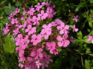 Såpeblomst: planting og stell