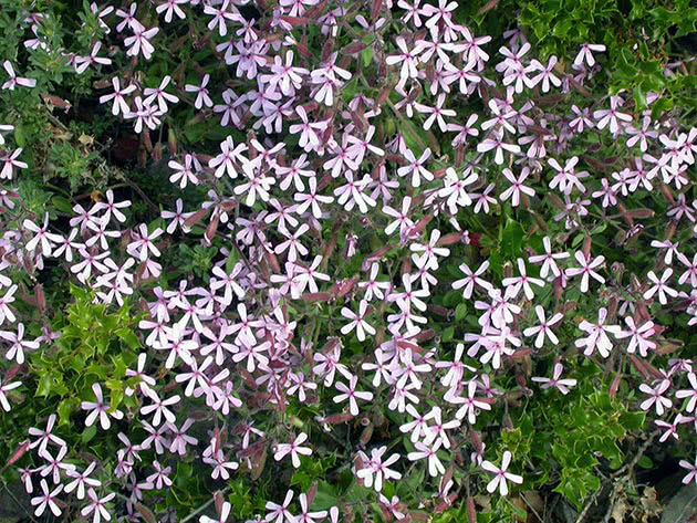 Planting og stell av såpeurt