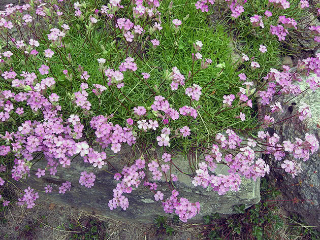 Soddy soapwort (Saponaria caespitosa)