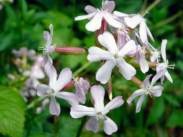 Medisinsk såpe (Saponaria officinalis)