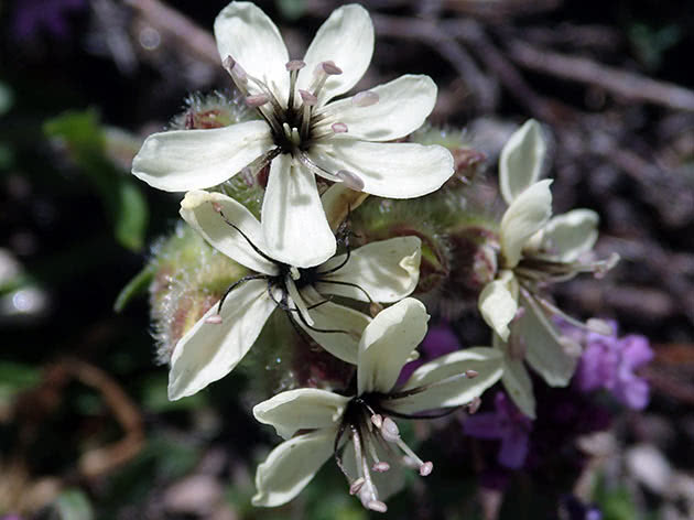 Gul såpeurt (Saponaria lutea)