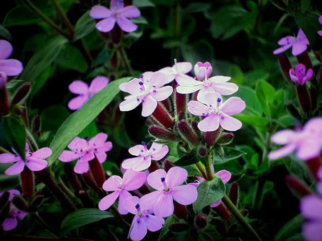 Basilikumbladet såpeurt (Saponaria ocymoides)