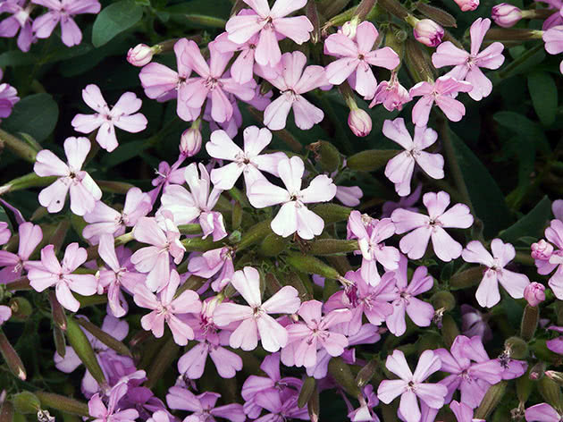 Såpe Lemperdzhi (Saponaria x lempergii)