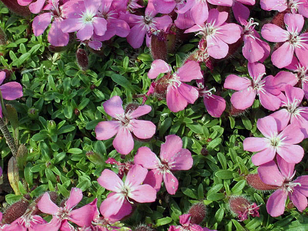 Olivana's Soapy (Saponaria x olivana)