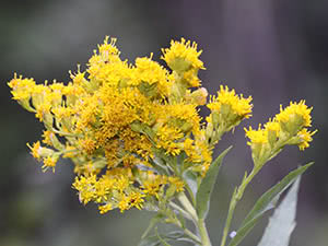 Goldenrod urt: planting og stell