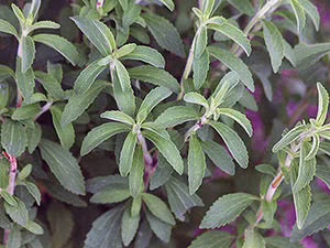 Stevia urt: planting og stell