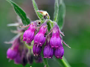 Comfrey plante: planting og stell