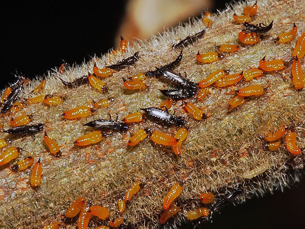 Metoder for å håndtere thrips: midler og forberedelser