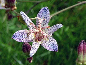 Voksende tricyrtis i det åpne feltet