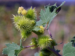 Cocklebur gress: planting og stell