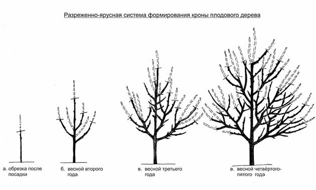 Shema obrezivanja stabla jabuke