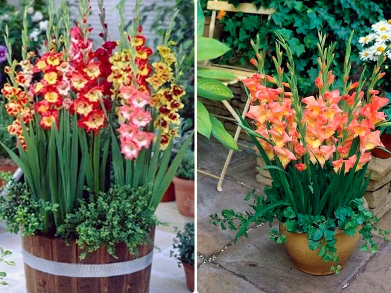 Gladioli i en container